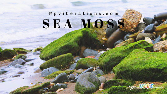 Sea Moss: The Underwater Superfood Enhancing Your Herbal Tea