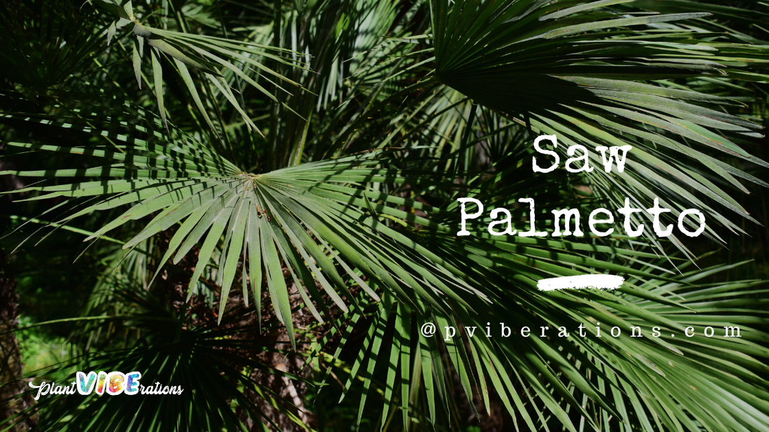Saw Palmetto: The Unseen Hero in Your Daily Wellness Routine
