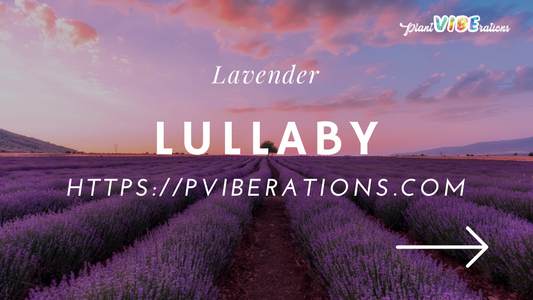 Lavender Lullaby: Calming Infusions for the Mind and Body