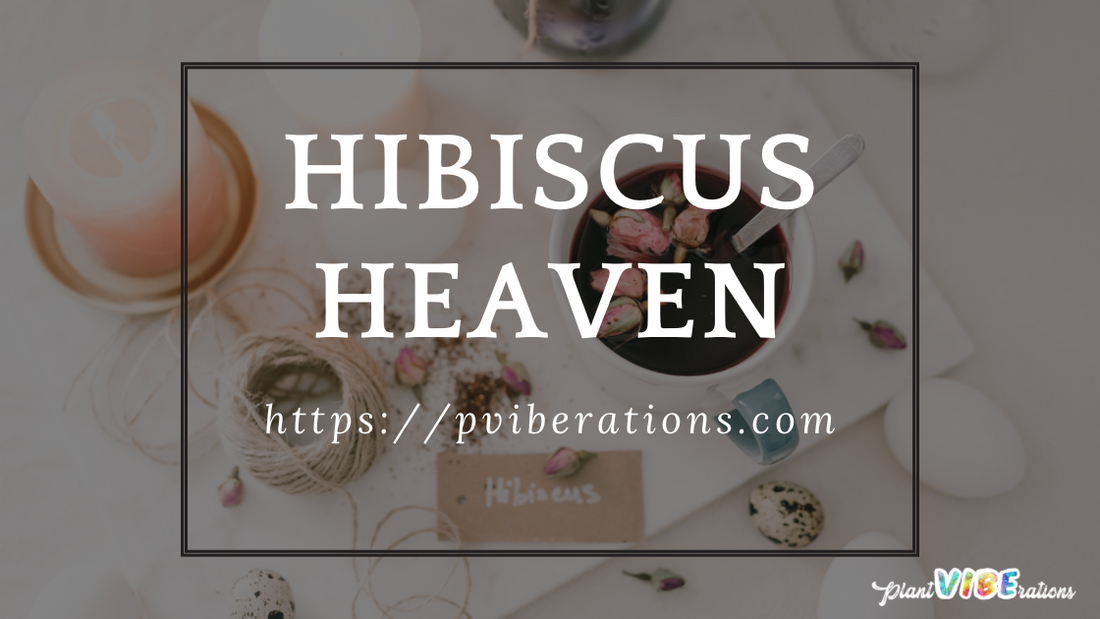 Hibiscus Heaven: The Tart and Tantalizing Herbal Tonic