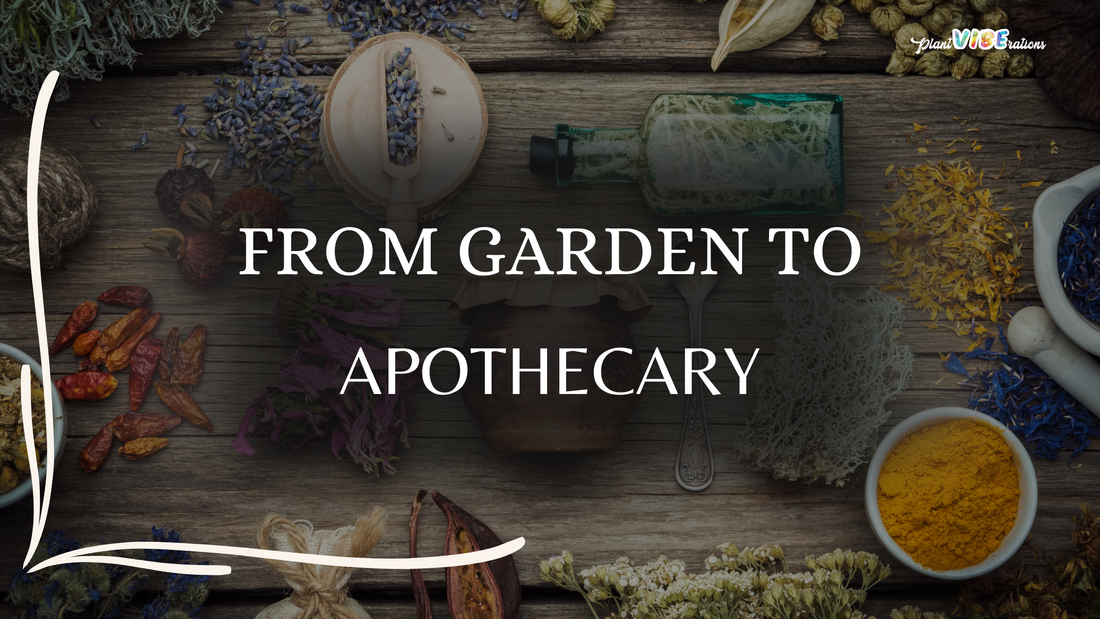 From Garden to Apothecary: Growing Medicinal Herbs at Home