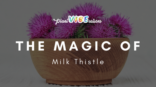 The Magic of Milk Thistle Supplements for Liver Health