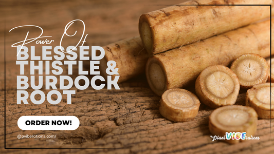 The Power of Blessed Thistle and Burdock Root: A Natural Approach to Detoxification