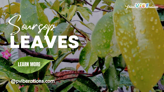 Soursop Leaves in Focus: A Tropical Secret to Wellness and Weight Management