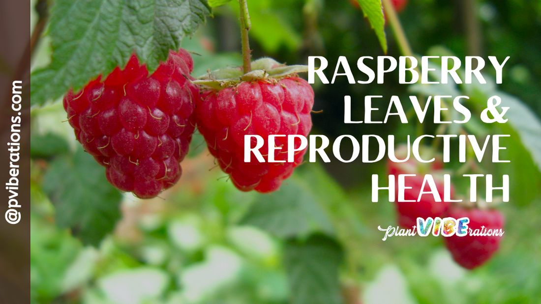 Raspberry Leaves and Reproductive Health: Exploring the Benefits in Herbal Teas