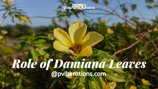 The Role of Damiana Leaves in Enhancing Herbal Tea Experiences