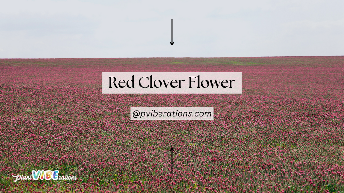 Red Clover Flower: A Herbal Powerhouse for Detox and Balance