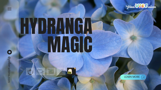 Hydranga Magic: Unveiling the Weight Loss Secrets in Your Tea Cup